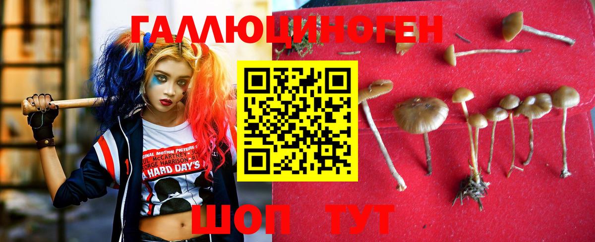 наркотики  Вход с VPN  Волхов  Галлюциногенные грибы Cubensis 